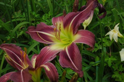 daylily blooms: STARMAN'S QUEST
