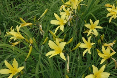 daylily blooms: UP 9-7-03 (VT)