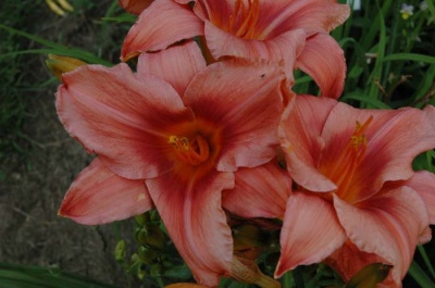 daylily blooms: TOO HOT