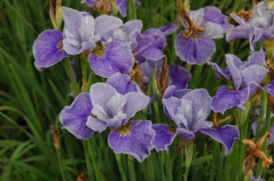 daylily blooms: Iris siberica SHIPS ARE SAILING