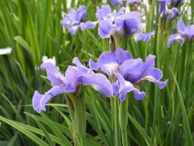 daylily blooms: Iris siberica HARPSWELL SNOWBURST