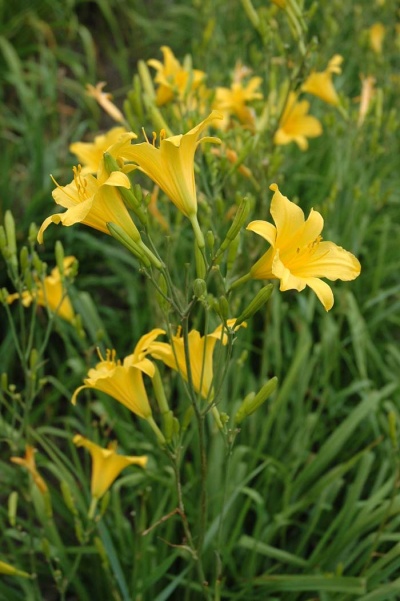 daylily blooms: H. multiflora type