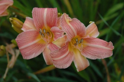 daylily blooms: LING ROSE (VT)