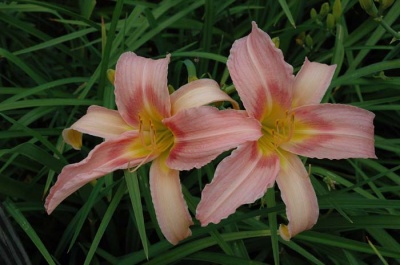 daylily blooms: BECKY SHARPE