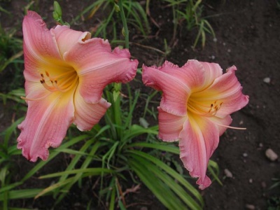 daylily blooms: ROSE RELIC (VT)