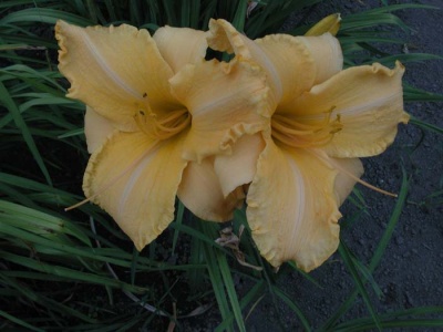 daylily blooms: RUFFLED APRICOT