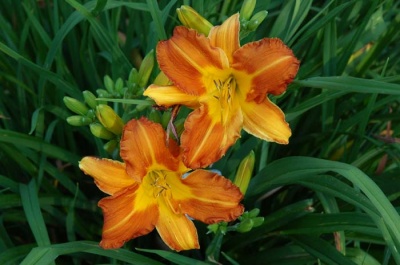 daylily blooms: SAFFRON SEASON (VT)