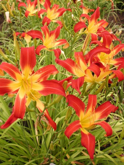 daylily blooms: SCORPIO II (VT)