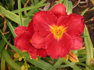 daylily blooms: SHOW GIRL SMILE