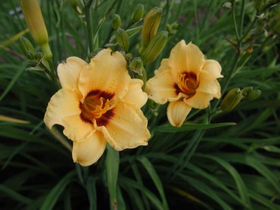 daylily blooms: SILOAM JUNE BUG