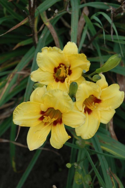 daylily blooms: SILOAM JUNE BUG