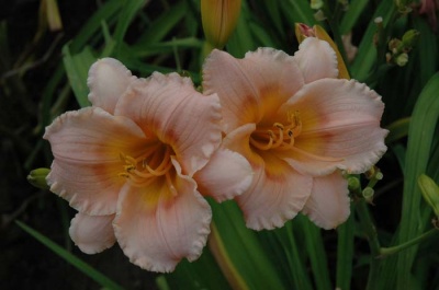 daylily blooms: SILOAM LITTLE GIRL