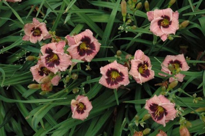 daylily blooms: SILOAM NIGHT RING