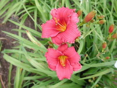 daylily blooms: SILOAM RED TOY