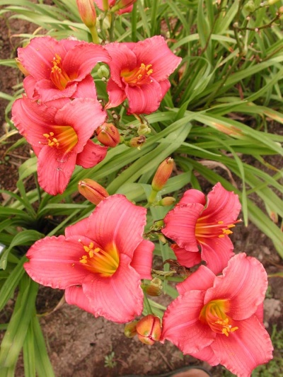 daylily blooms: SILOAM RED TOY