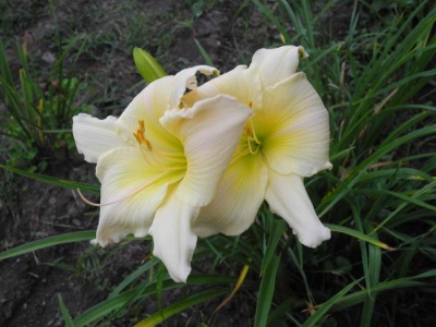 daylily blooms: SILVER SUMMER (VT)