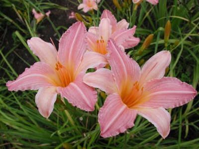 daylily blooms: SPUN SUGAR (VT)