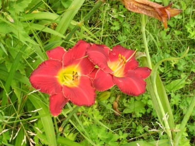 daylily blooms: STUDY IN SCARLET