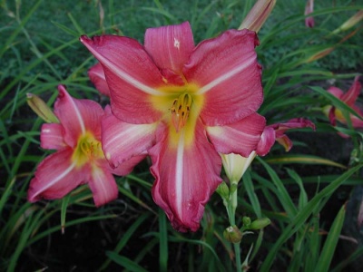 daylily blooms: SWEET CLOVER (VT)