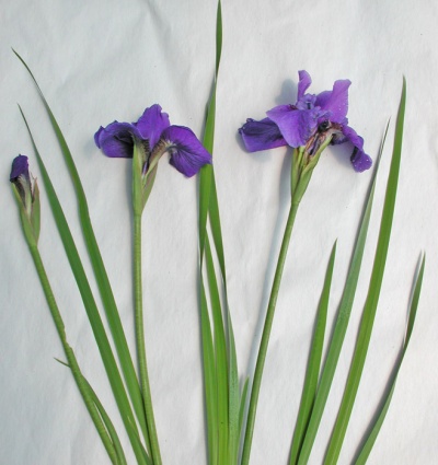 Iris siberica DREAMING SPIRES