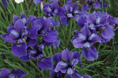 Iris siberica DREAMING SPIRES