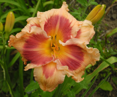 flamboyant-eyesa650px