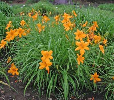 FLAT GOLD (VT)