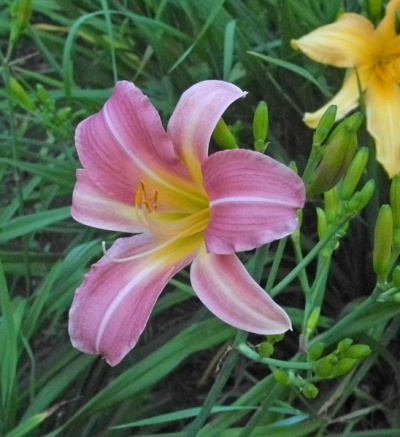 FLEUR DE ROCAILLE