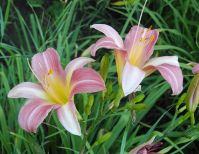 FLEUR DE ROCAILLE