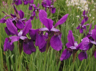 Iris siberica FROSTY RIM