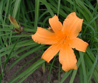 H. midd 'Japan Hybrid' red bract