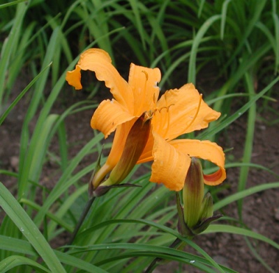 H. midd 'Japan Hybrid' red bract