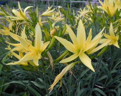 Hemerocallis citrina