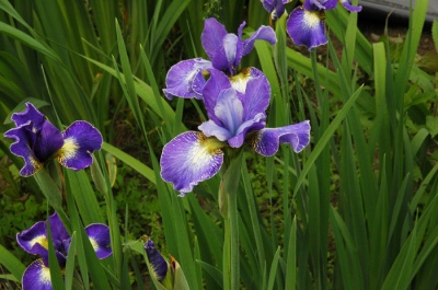 Iris siberica HARPSWELL SNOWBURST
