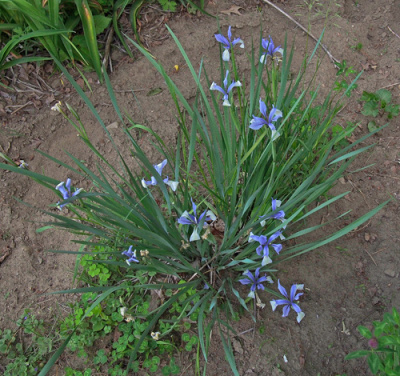 iris-lacteae-600px