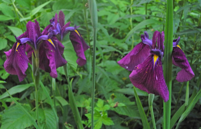 jap-iris-upd-600px