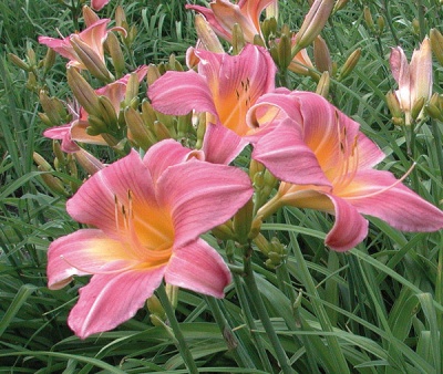 KATOO'S ROSE (VT)