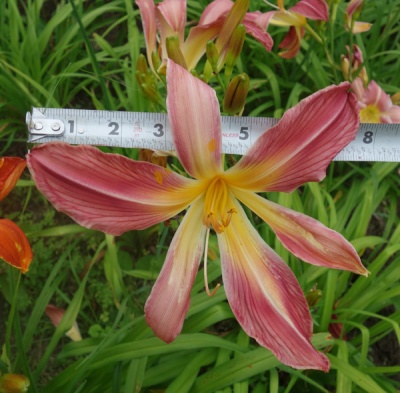OLALLIE KAREN'S KINDLY LIGHT (UP-11-6-19)