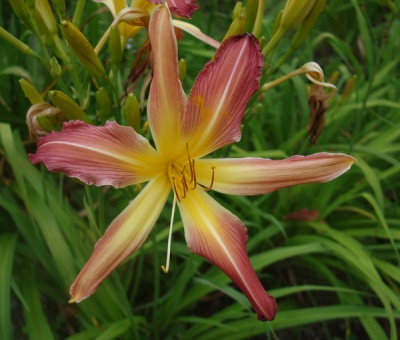 OLALLIE KAREN'S KINDLY LIGHT (UP-11-6-19)