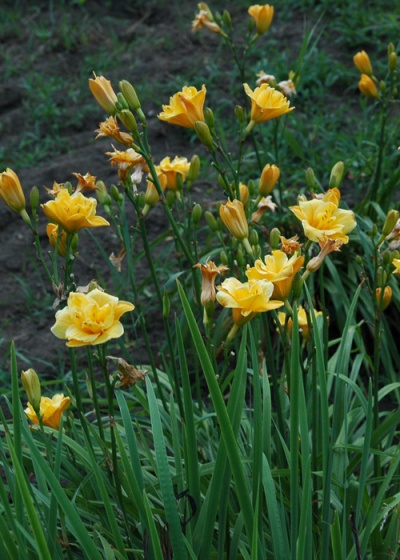 LITTLE CARNATION