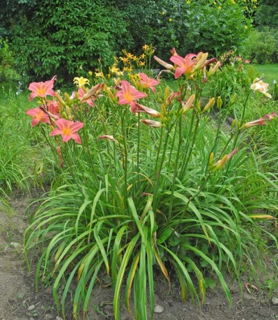 MAGENTA QUEEN (VT)