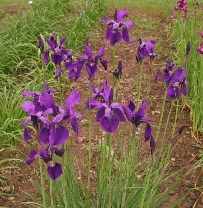 Iris siberica MOON SPRITE