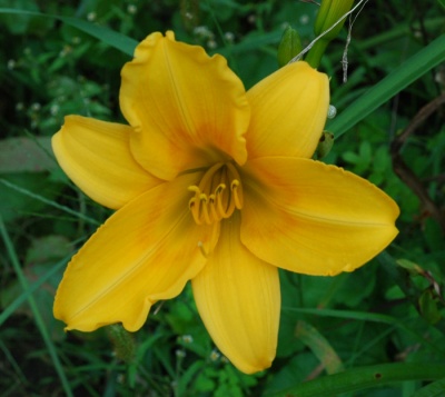 OLALLIE AUGUST ROSE