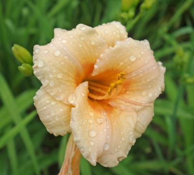 OLALLIE KATHY'S TWINS (44-07)
