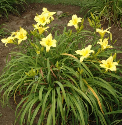 OLALLIE LIME