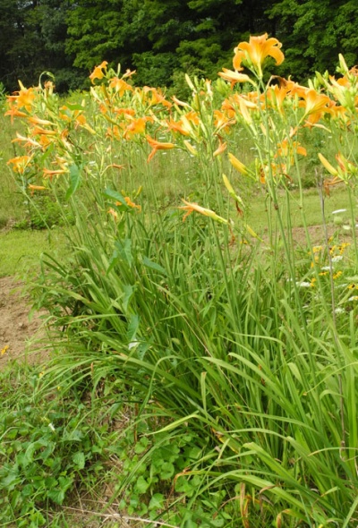 OLALLIE ROCKET FLARE