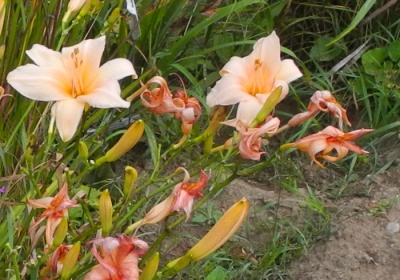OLALLIE LITTLE PINKY (VT)