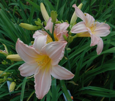 OLALLIE PINK LADY