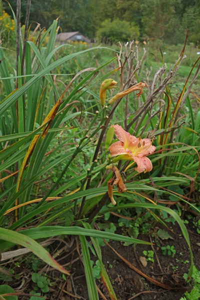 OLALLIE FLOYE'S FAVORITE (19-07)