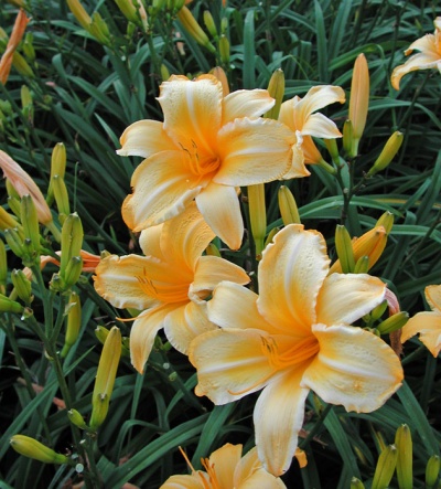 OLALLIE GOLD